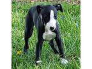 Whippet Puppy for sale in Dublin, OH, USA