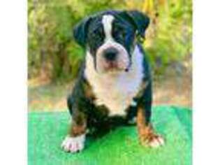 Olde English Bulldogge Puppy for sale in Newberry, FL, USA