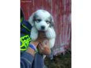 Great Pyrenees Puppy for sale in Roseburg, OR, USA