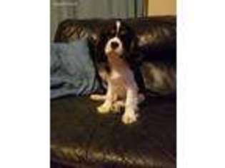 Cavalier King Charles Spaniel Puppy for sale in Griffithsville, WV, USA