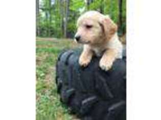 Goldendoodle Puppy for sale in Royalston, MA, USA