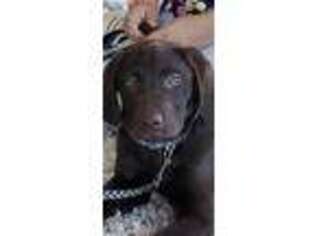 Labrador Retriever Puppy for sale in Williamstown, NJ, USA
