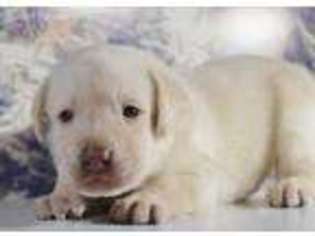 Labrador Retriever Puppy for sale in Murphysboro, IL, USA