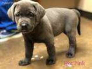 Labrador Retriever Puppy for sale in Athens, TX, USA