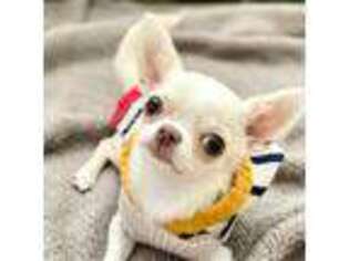 Chihuahua Puppy for sale in Ladera Ranch, CA, USA