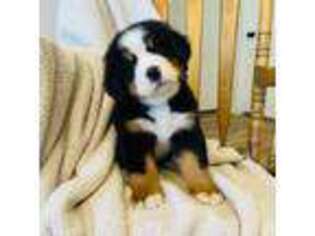 Bernese Mountain Dog Puppy for sale in Enterprise, UT, USA