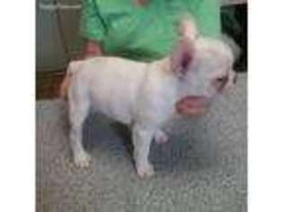 French Bulldog Puppy for sale in Omaha, TX, USA