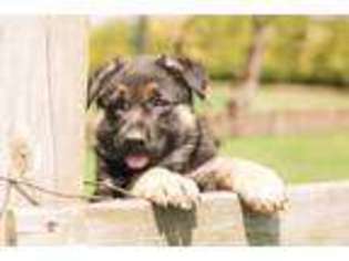 German Shepherd Dog Puppy for sale in Elkhart, IN, USA