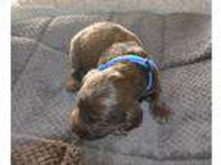 Boykin Spaniel Puppy for sale in Fyffe, AL, USA