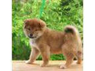 Shiba Inu Puppy for sale in Cadillac, MI, USA