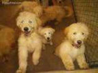 Goldendoodle Puppy for sale in Goode, VA, USA