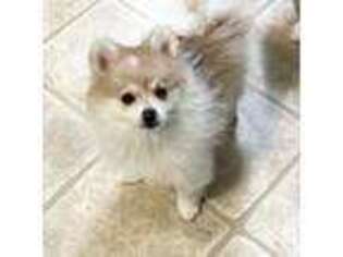 Pomeranian Puppy for sale in Long Lake, MN, USA