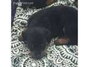 Rottweiler Puppy for sale in Factoryville, PA, USA