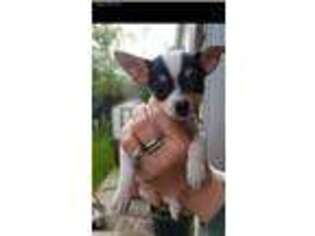 Chihuahua Puppy for sale in White Lake, MI, USA