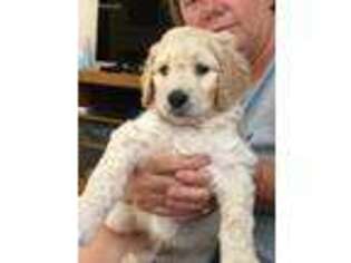 Goldendoodle Puppy for sale in Lecanto, FL, USA