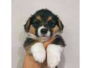 Pembroke Welsh Corgi Puppy for sale in Anaheim, CA, USA