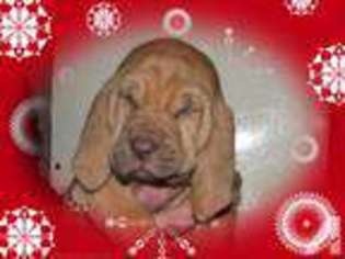 Mutt Puppy for sale in WALDRON, AR, USA