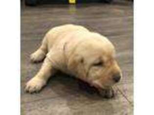 Labrador Retriever Puppy for sale in Pilot Hill, CA, USA