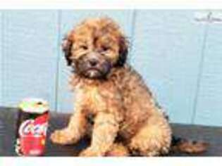 Shih-Poo Puppy for sale in Orlando, FL, USA