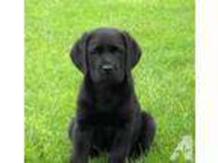 Labrador Retriever Puppy for sale in DISTRICT HEIGHTS, MD, USA