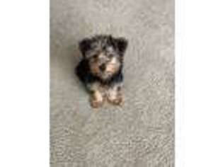 Yorkshire Terrier Puppy for sale in Hamilton, OH, USA