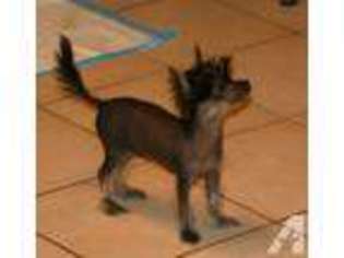 Mutt Puppy for sale in RANCHO SANTA FE, CA, USA