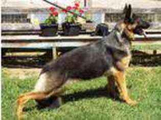German Shepherd Dog Puppy for sale in Lexington, VA, USA