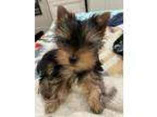 Yorkshire Terrier Puppy for sale in Torrance, CA, USA