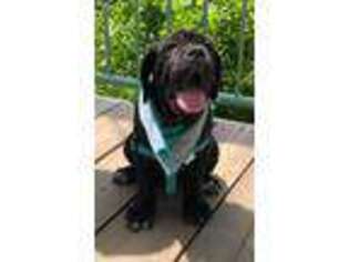 Neapolitan Mastiff Puppy for sale in Trussville, AL, USA