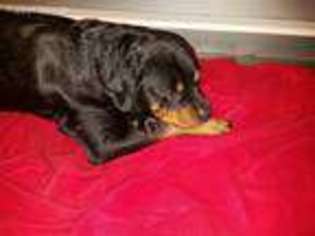 Rottweiler Puppy for sale in Fairborn, OH, USA