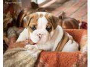 Bulldog Puppy for sale in Poteau, OK, USA