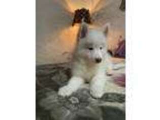 Siberian Husky Puppy for sale in Queens, NY, USA