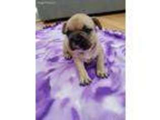 French Bulldog Puppy for sale in Marthasville, MO, USA
