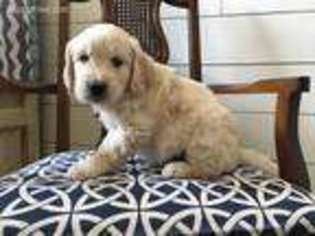 Goldendoodle Puppy for sale in Oakley, UT, USA