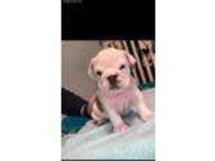 Bulldog Puppy for sale in Fort Smith, AR, USA
