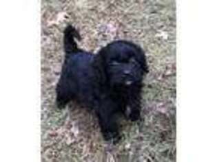 Cavapoo Puppy for sale in Saint Paul, MN, USA
