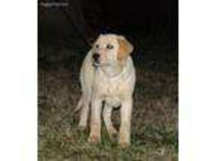 Labrador Retriever Puppy for sale in Rolla, MO, USA