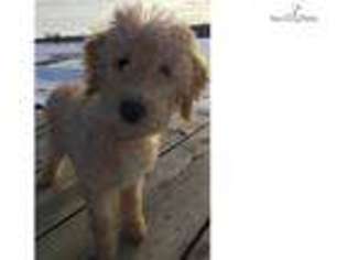 Labradoodle Puppy for sale in Minneapolis, MN, USA