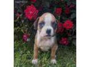 Boxer Puppy for sale in Batesburg, SC, USA