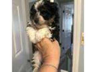 Biewer Terrier Puppy for sale in Owensville, MO, USA