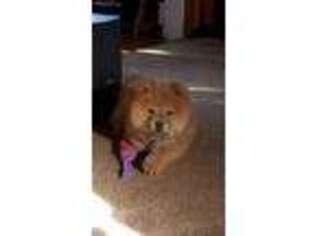 Chow Chow Puppy for sale in Laurence Harbor, NJ, USA