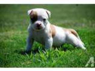 American Bulldog Puppy for sale in WICHITA, KS, USA