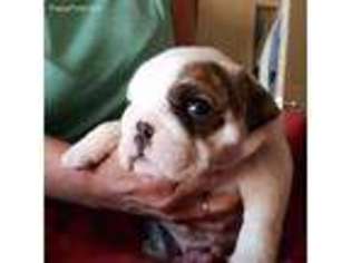 Bulldog Puppy for sale in Covina, CA, USA