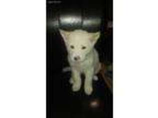 Akita Puppy for sale in Kissimmee, FL, USA