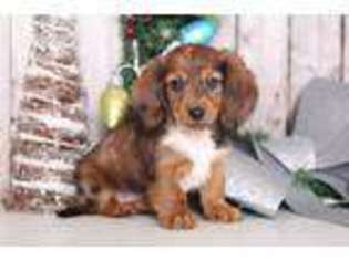 Dachshund Puppy for sale in Butler, OH, USA