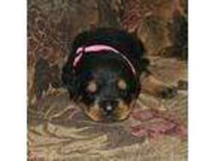 Rottweiler Puppy for sale in Hampton, GA, USA