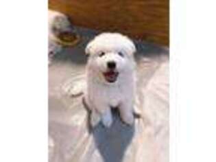 Samoyed Puppy for sale in Dansville, NY, USA