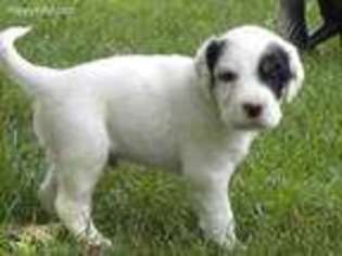 English Setter Puppy for sale in Lahmansville, WV, USA