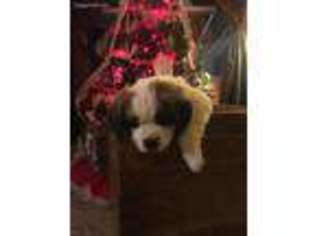 Saint Bernard Puppy for sale in Lansing, MI, USA
