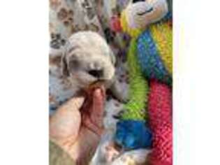 Mutt Puppy for sale in Collinsville, AL, USA